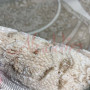 Килим Defile M045A LIGHT BEIGE/BEIGE (o) - 60х100